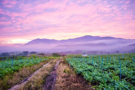 Sunrise in background with tobacco field, Farm in foreground.の写真素材