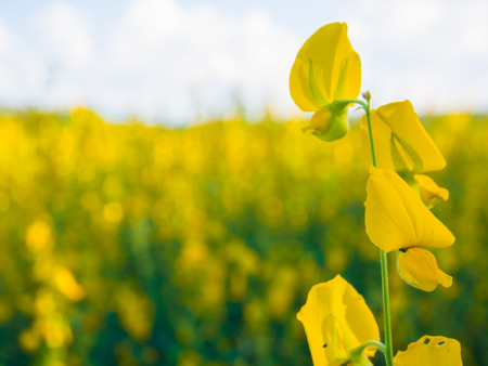 Rapeseed field with yellow flowers, Close upの写真素材