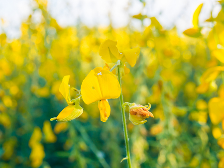 Rapeseed field with yellow flowers, Close upの写真素材