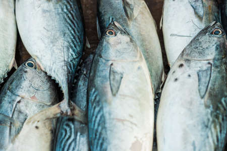 Fresh fish at the morning market, tuna fish