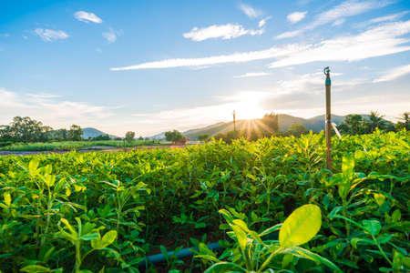 Colorful summer landscape with farm agricultural fieldの写真素材
