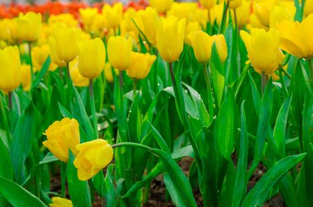 Yellow tulips in the park. Close up spring flowerの写真素材