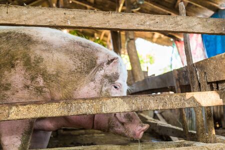 Feeds of pig in traditional farm build with wood and cementの写真素材