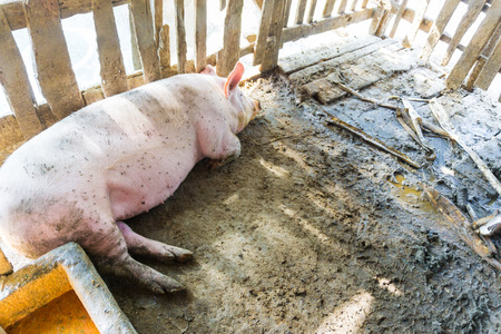 Pig in the rural farm with soil and woodenの写真素材