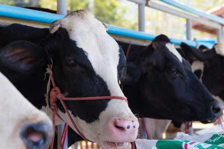 Holstein Friesian cow feeding in a modern stableの写真素材