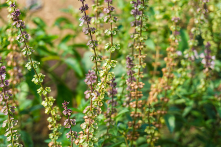 Fresh green basil flower plant close upの写真素材