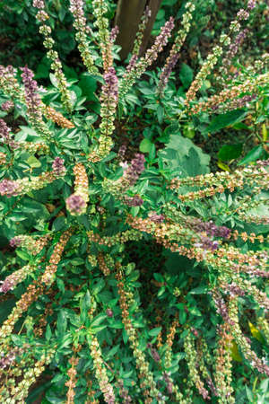 Close up Sweet basil, Basil, Thai Basil from Thailand (Ocimum basilicum Lin.)の写真素材