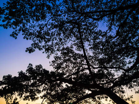 Silhouette sunset on tree branch background, Tree lanscape