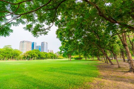 Green beautiful public park with green grass field and green fresh tree plantのeditorial素材
