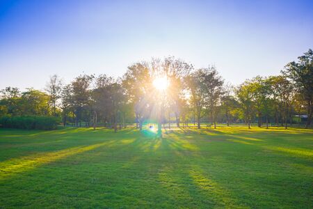 Sunset in beautiful park over blue sky with treeの写真素材