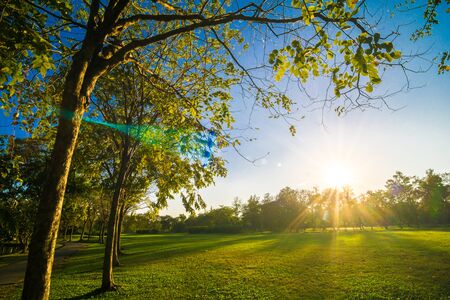 Sunset in beautiful park over blue sky with treeの写真素材