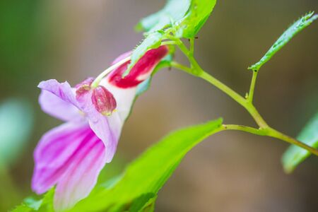 Parrot Flower Chiang Dao Wildlife Sanctuary, Chiang Mai, Thailandの写真素材