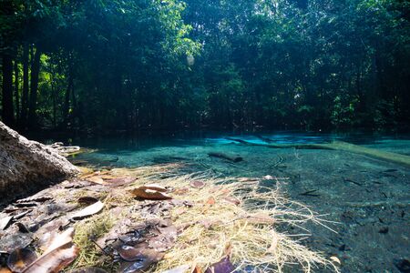 Blue emerald pond in the forest. Krabi, Thailand.の写真素材