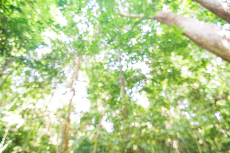 Bokeh blurred background green leaves. Element of design.の写真素材