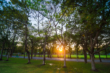 Nature beautiful summer park and sunset city naturalの写真素材