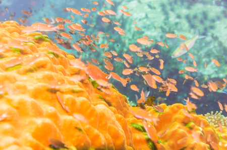 Coral reef and fish underwater at south west pinnacle Koh tao, Thailand