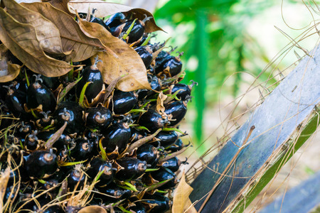 Palm fruit on the tree tropical plant, Close up of fresh oil palm fruitsの写真素材