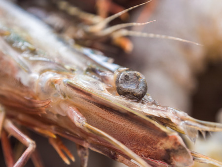 Fresh Shrimp or Prawn Lay on Ice freezing process close upの写真素材