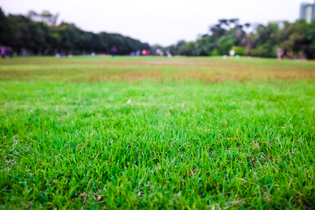 Green grass natural background texture on lawn. Natural objectの写真素材