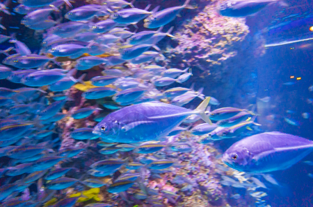 Underwater world of exotic fishes in an aquarium, Singapore SEA