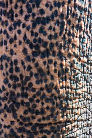 Elephant skin texture abstract background. close upの写真素材