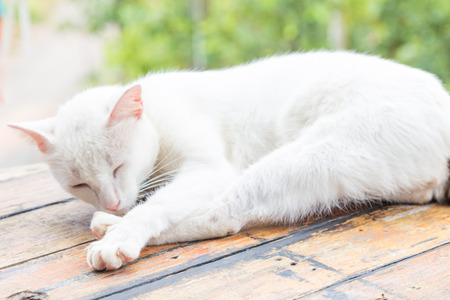White cat sleeping on wood table outdoorの写真素材