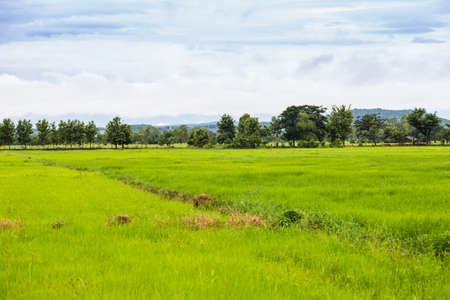 Green field and sky with white clouds. Rural of Thailandの写真素材