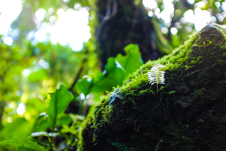 Tropical rain green in deep forest, Mountain at Thailandの写真素材
