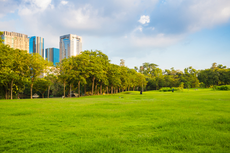 Green grass field with tree in the city park, Meadow with treeの写真素材