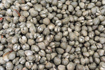 Top view of fresh shellfish cockles Background in marketの写真素材
