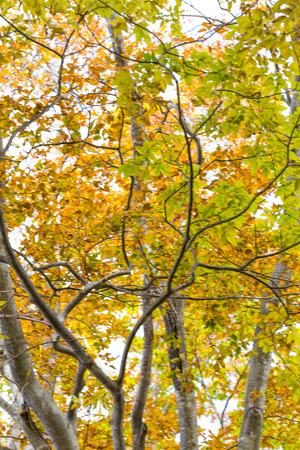 Beautiful Colorful Autumn Leaves on white sky many colour of leaves