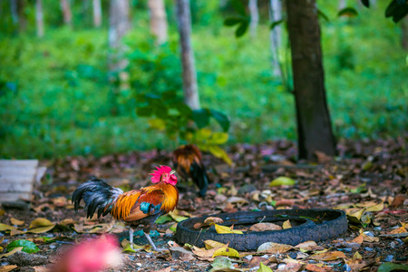 Traditional Thailand rooster on field in morning, Agriculturalの写真素材