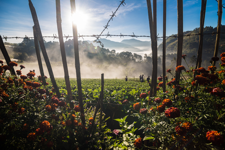 Group of tourist people enjoying sunrise on agriculture farm of strawberry field, Angkhang islands, Thailandのeditorial素材