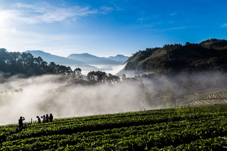 Sunrise with fog on strawberry plantation field in Angkhang highlands, Chiangmai northern of Thailandのeditorial素材