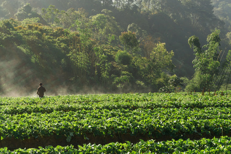 Strawberry field agricultural garden in morning at Doi Ang Khang , Chiang Mai, Thailandのeditorial素材