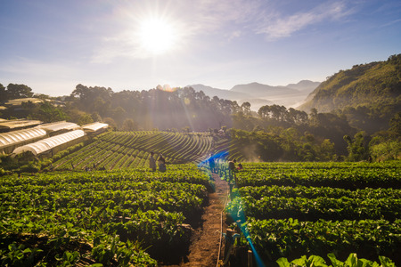 Strawberry Field on agricultural hill in Chiangmai North of Thailandの写真素材