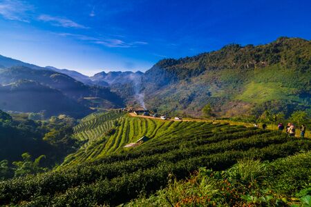 Morning sunrise with foggy on agricultural mountain of organic tea plantation royal project, Doi Ang...