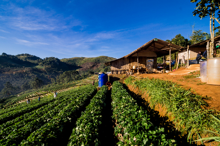 Strawberry field agricultural garden in morning at Doi Ang Khang , Chiang Mai, Thailandのeditorial素材