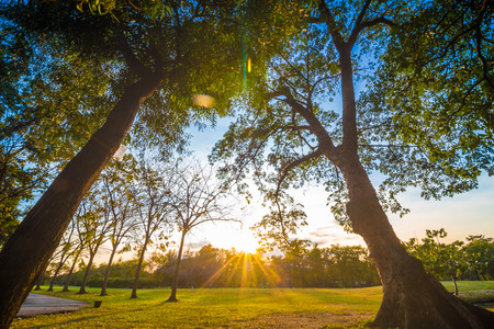 Sunset at public park with light beam on tree and meadow, Banggkok Thailandの写真素材