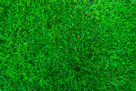 Real green grass natural background texture. fresh spring green grass.の写真素材
