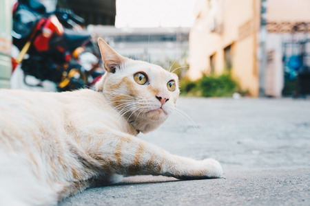 Portrait of cute little cat on street, Funny catのeditorial素材