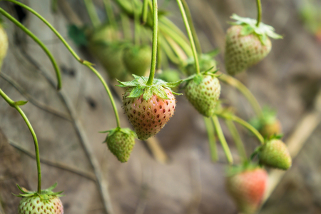 Row of strawberries fruit on field, Agricultural conceptの写真素材