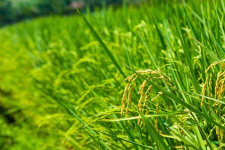 Rice field gren leaf close upの写真素材