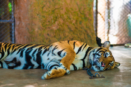 Tiger sleep on floor, Sumatra tigerの写真素材
