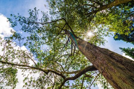 Big tree in mountain with sun light, Uprisen view