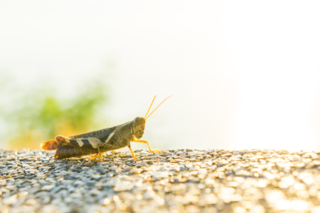 Grasshopper enjoy sunset, Move up conceptの写真素材