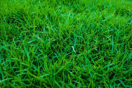 Fresh green grass in garden, grass textureの写真素材