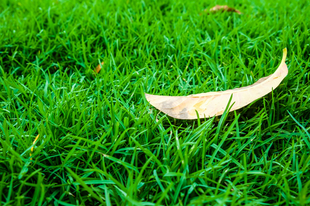 Fresh green grass in garden, grass textureの写真素材