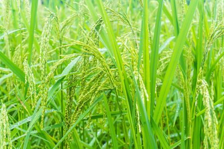 Rice field with paddy, Agricultural sceneの写真素材