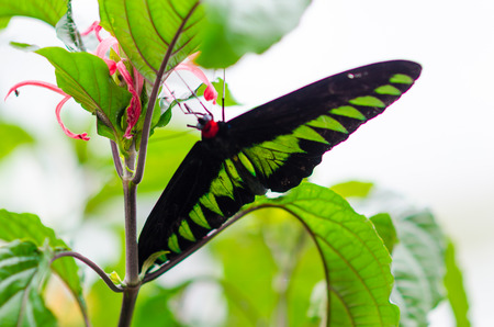 Closeup butterfly on flower green leave background
